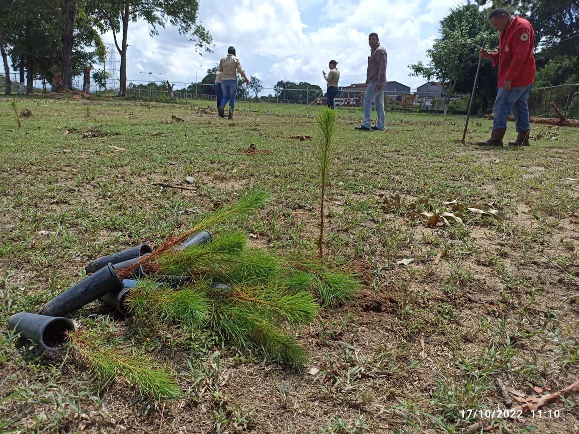 Reforestación y cuidado ambiental en las áreas de Ferrominera