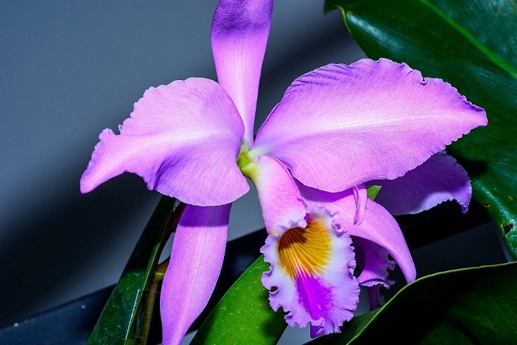 Declaración de la Orquídea como Flor Nacional